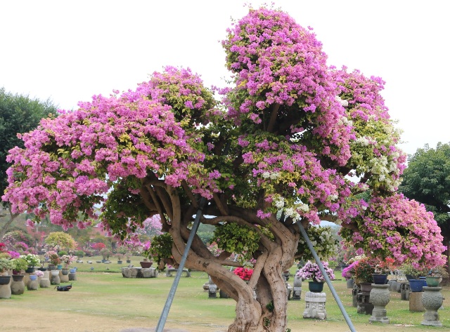 Growing Bougainvillea by the Book – Your Guide to Becoming a Green